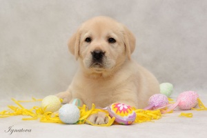 палевый щенок лабрадора