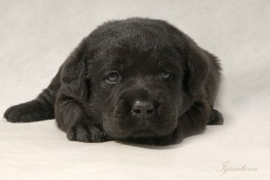 чёрный щенок лабрадора