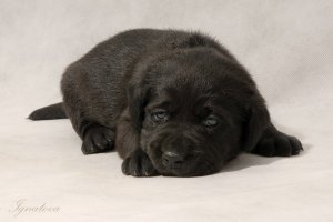 черный щенок лабрадора